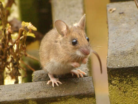 Image of Eurasian Field Mice