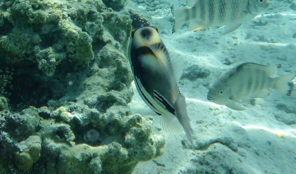 Image of Lagoon triggerfish