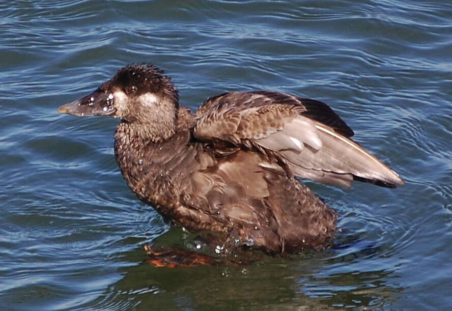 Image of scoter