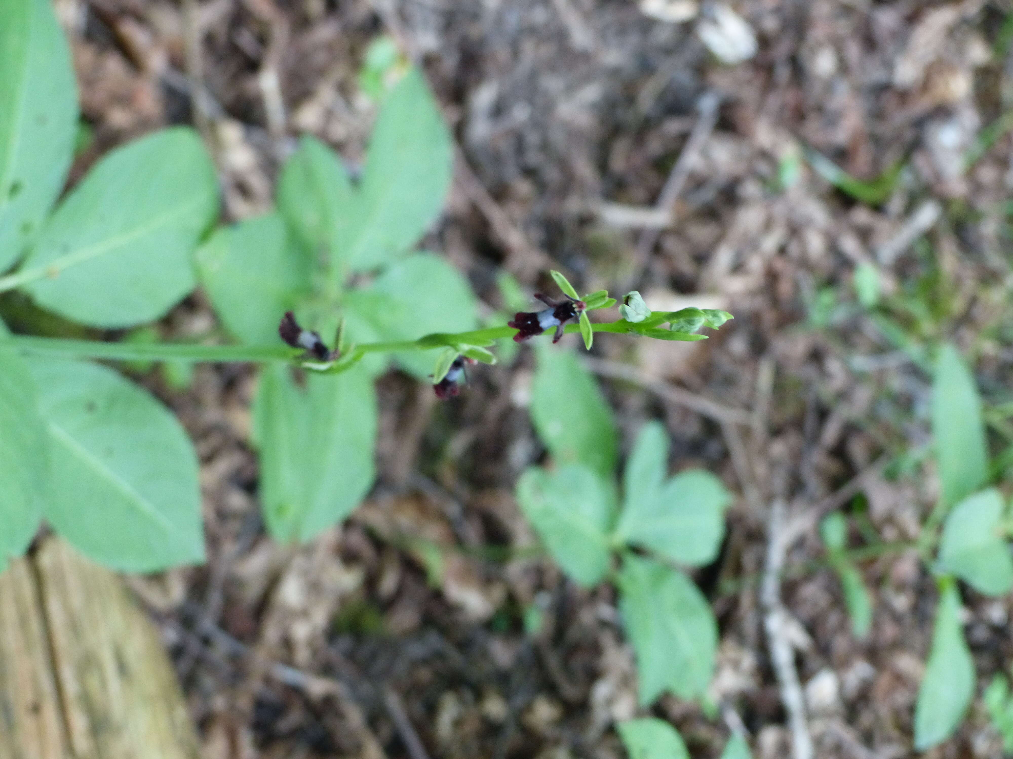 Image of ophrys