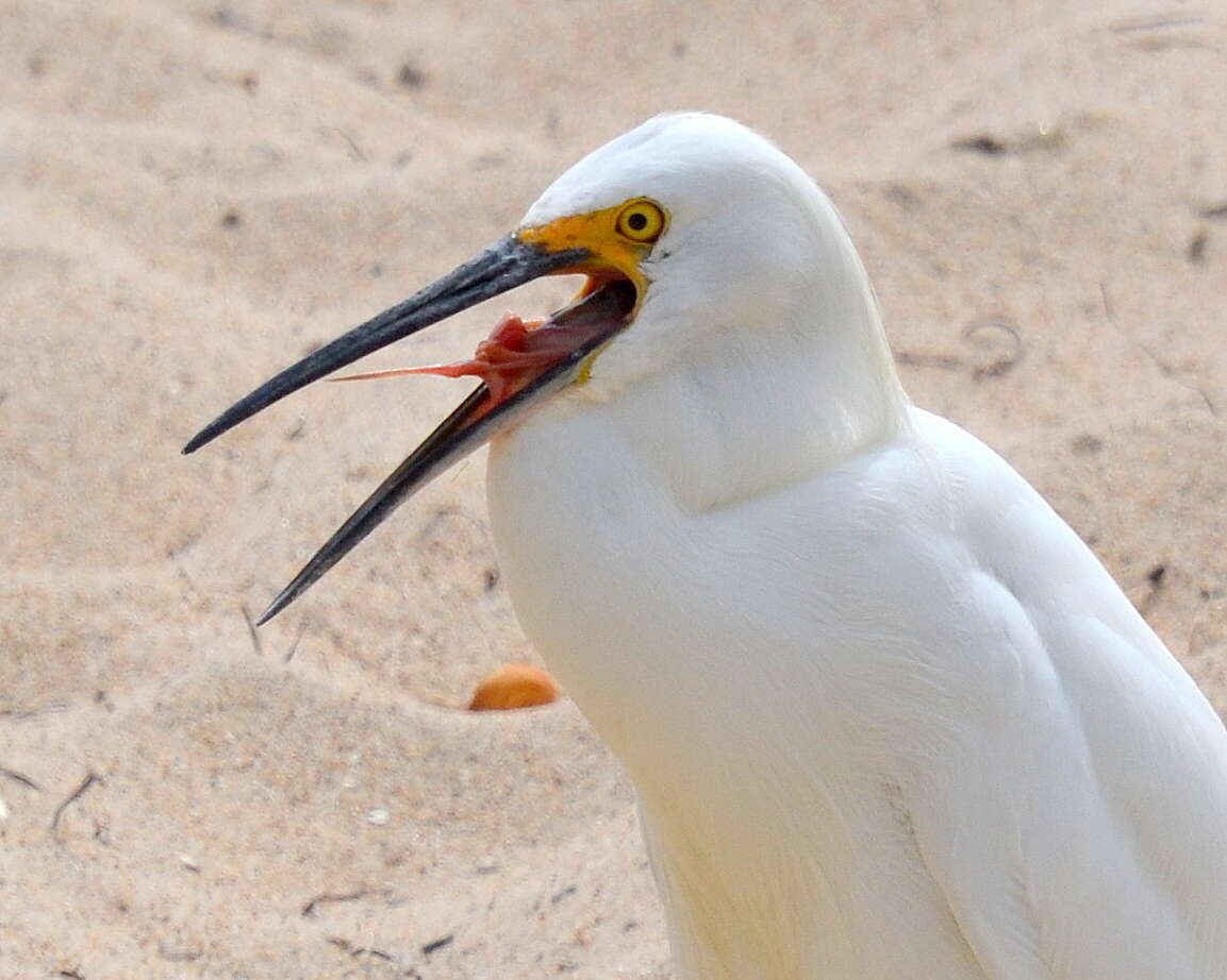 Image of Egretta Forster & T 1817