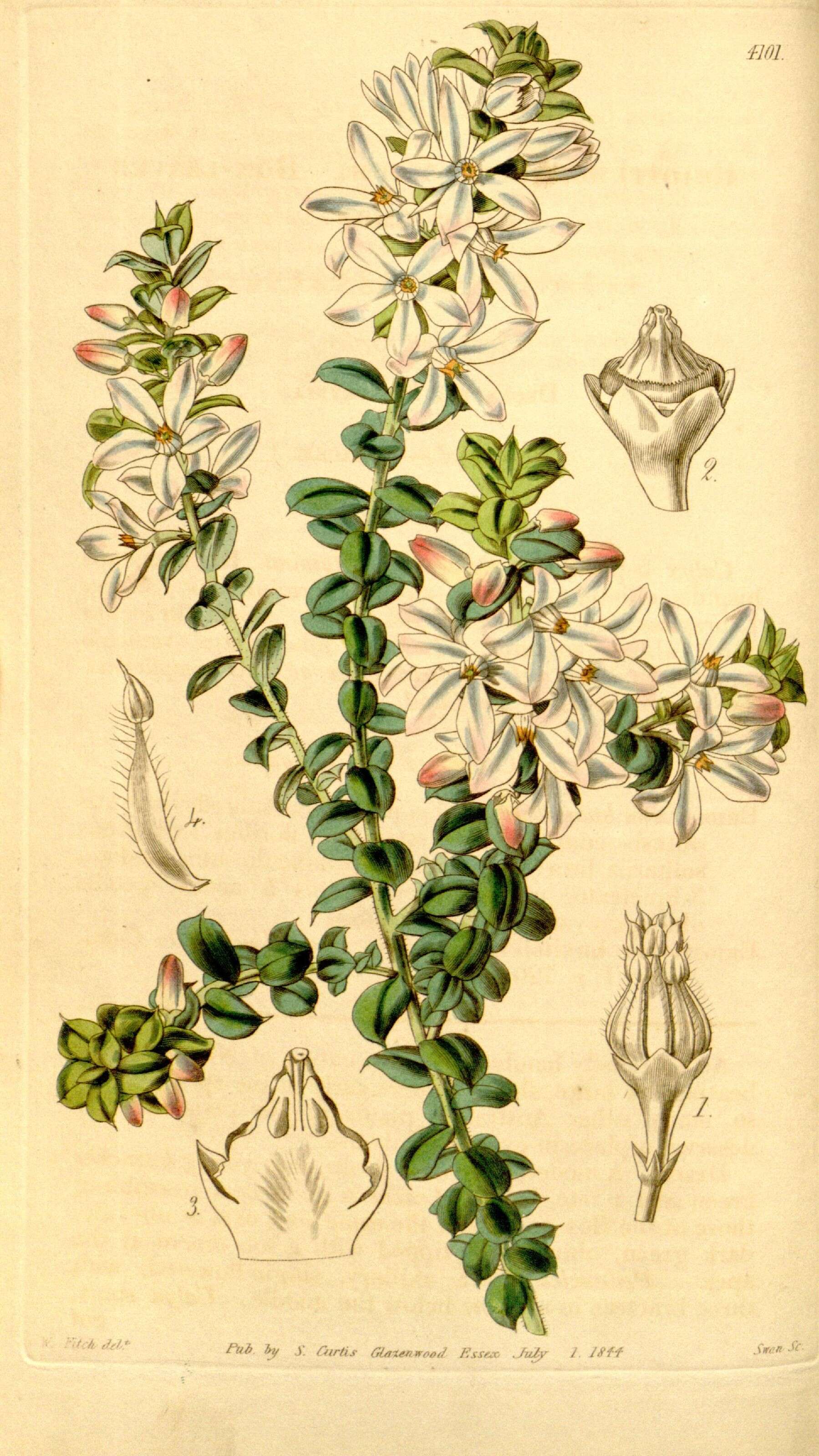 Image of Philotheca buxifolia (Sm.) Paul G. Wilson