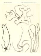 Sivun Macrophiothrix H. L. Clark 1938 kuva