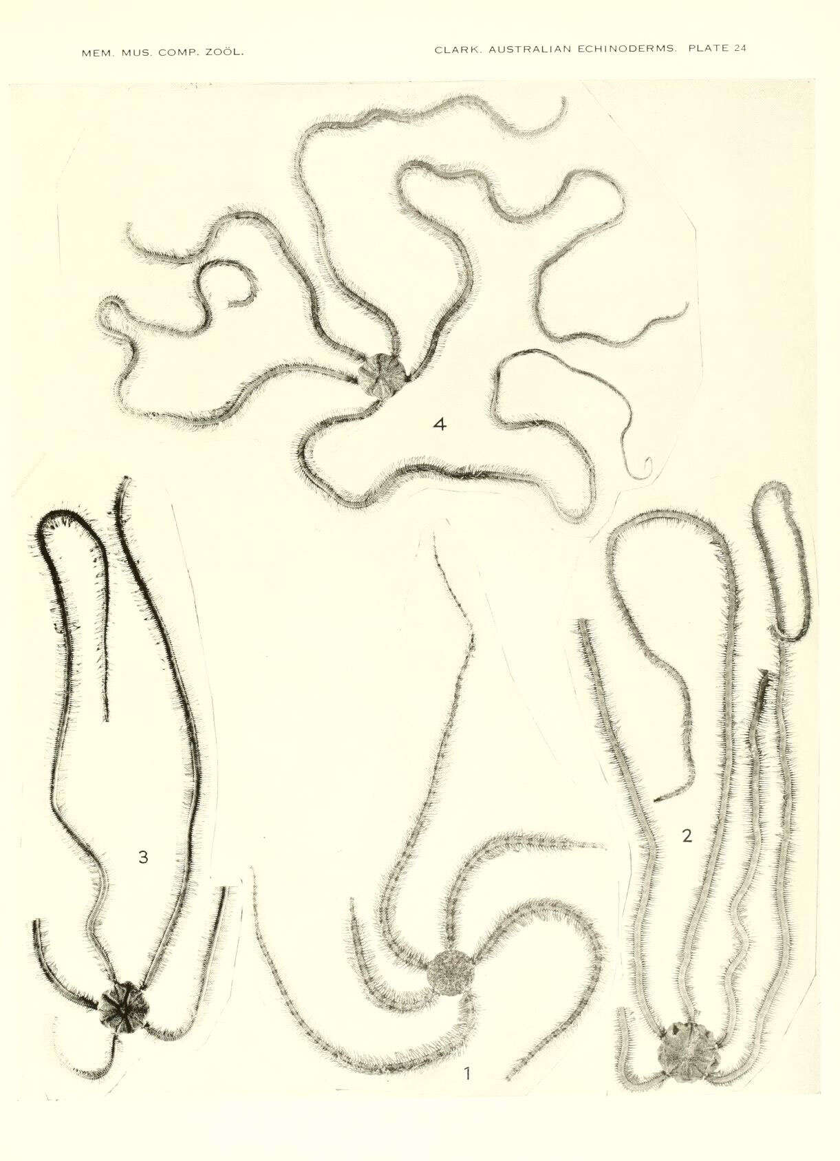 Image of Macrophiothrix H. L. Clark 1938