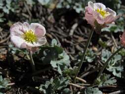 Image of Anderson's buttercup