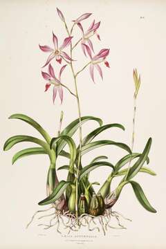 Plancia ëd Laelia autumnalis (Lex.) Lindl.