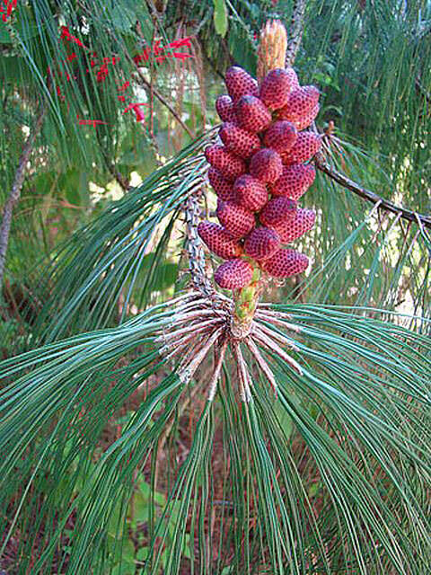 صورة Pinus pseudostrobus Lindl.