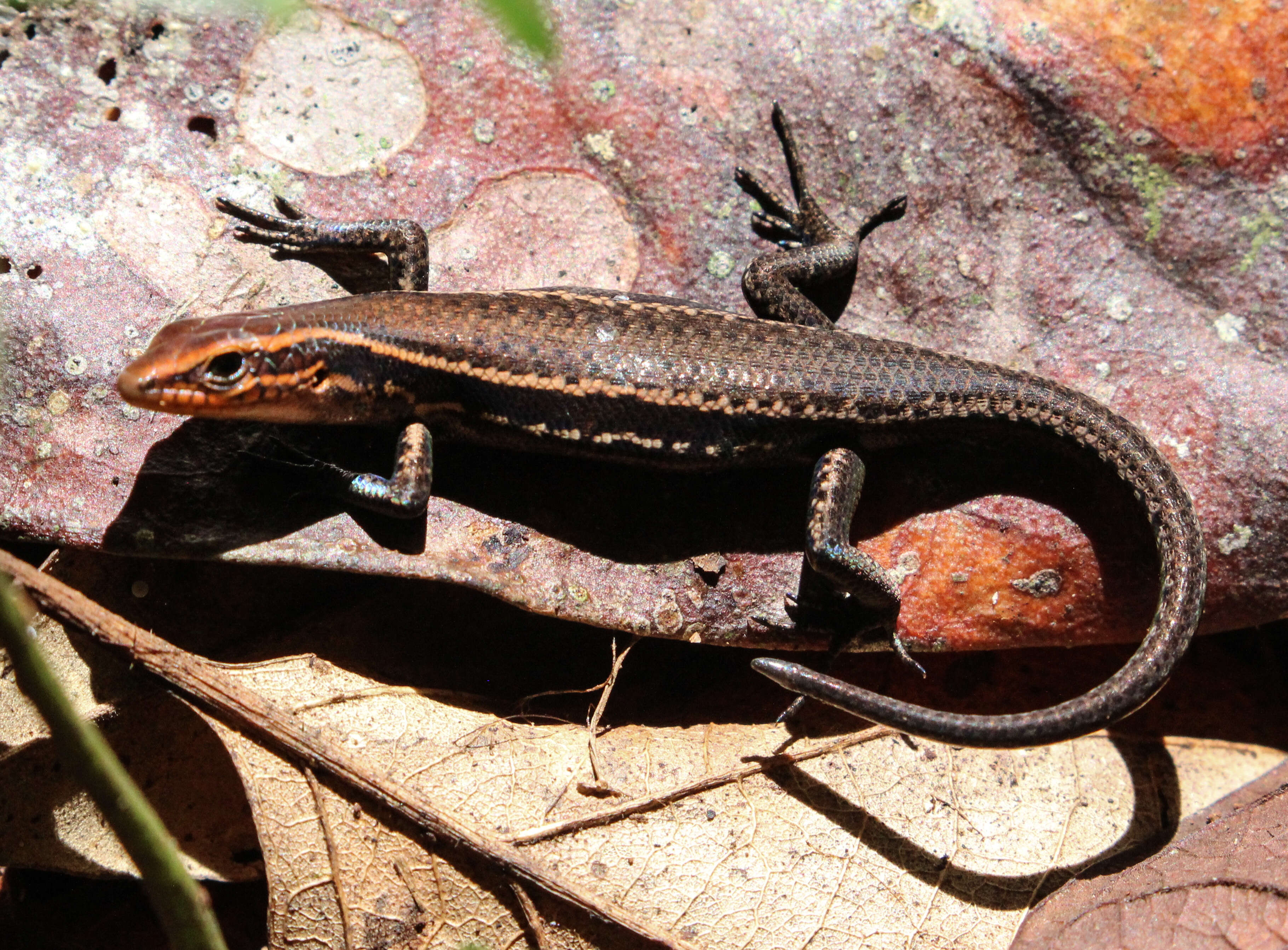 Image of Northern Red-throated Skink