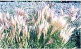 Image of barley