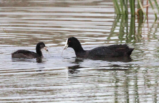 Image of Common Coot