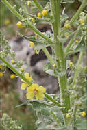 Image of broad-leaf mullein