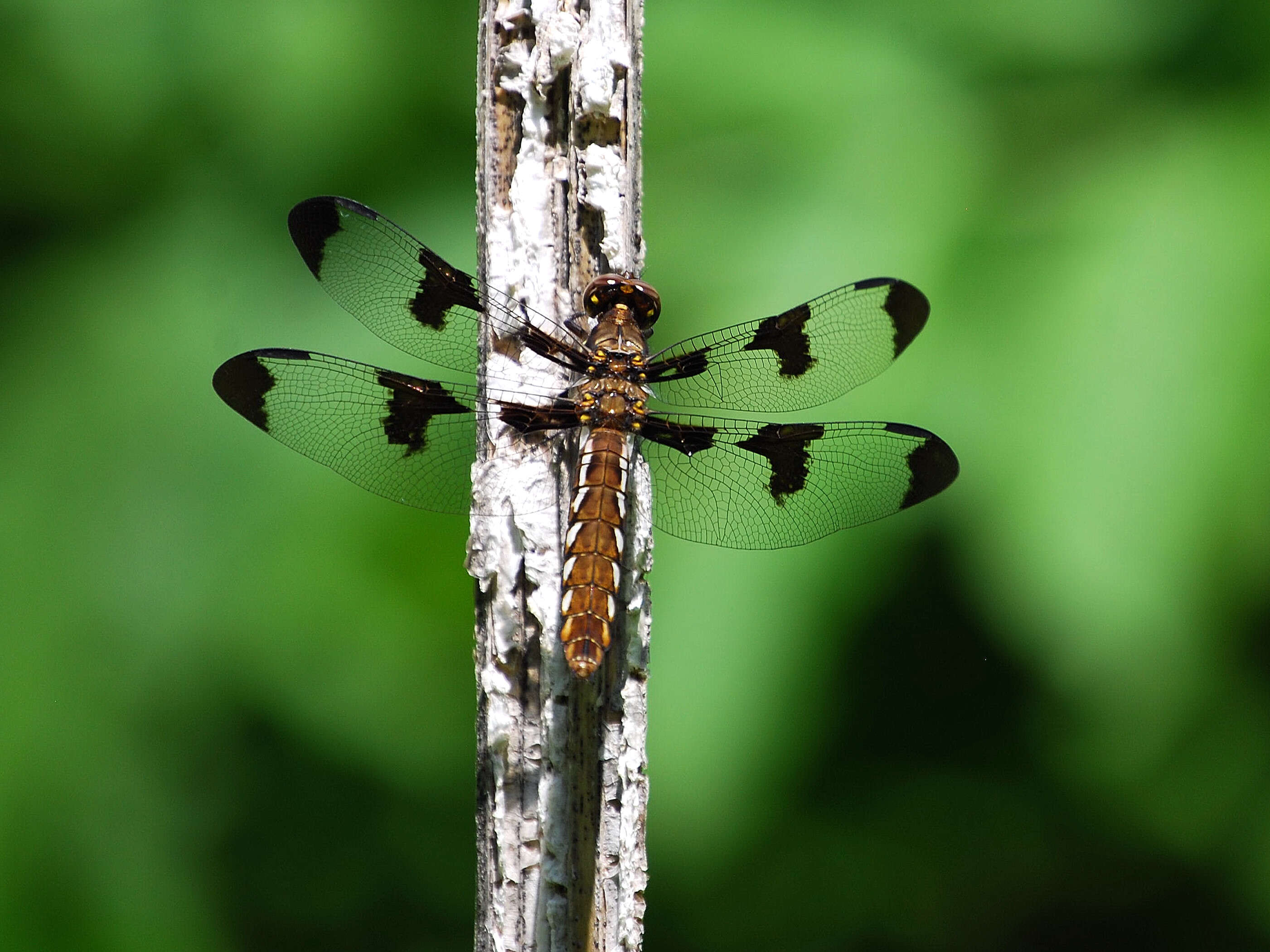 Image of Plathemis lydia