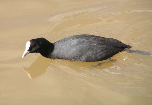 Image of Common Coot