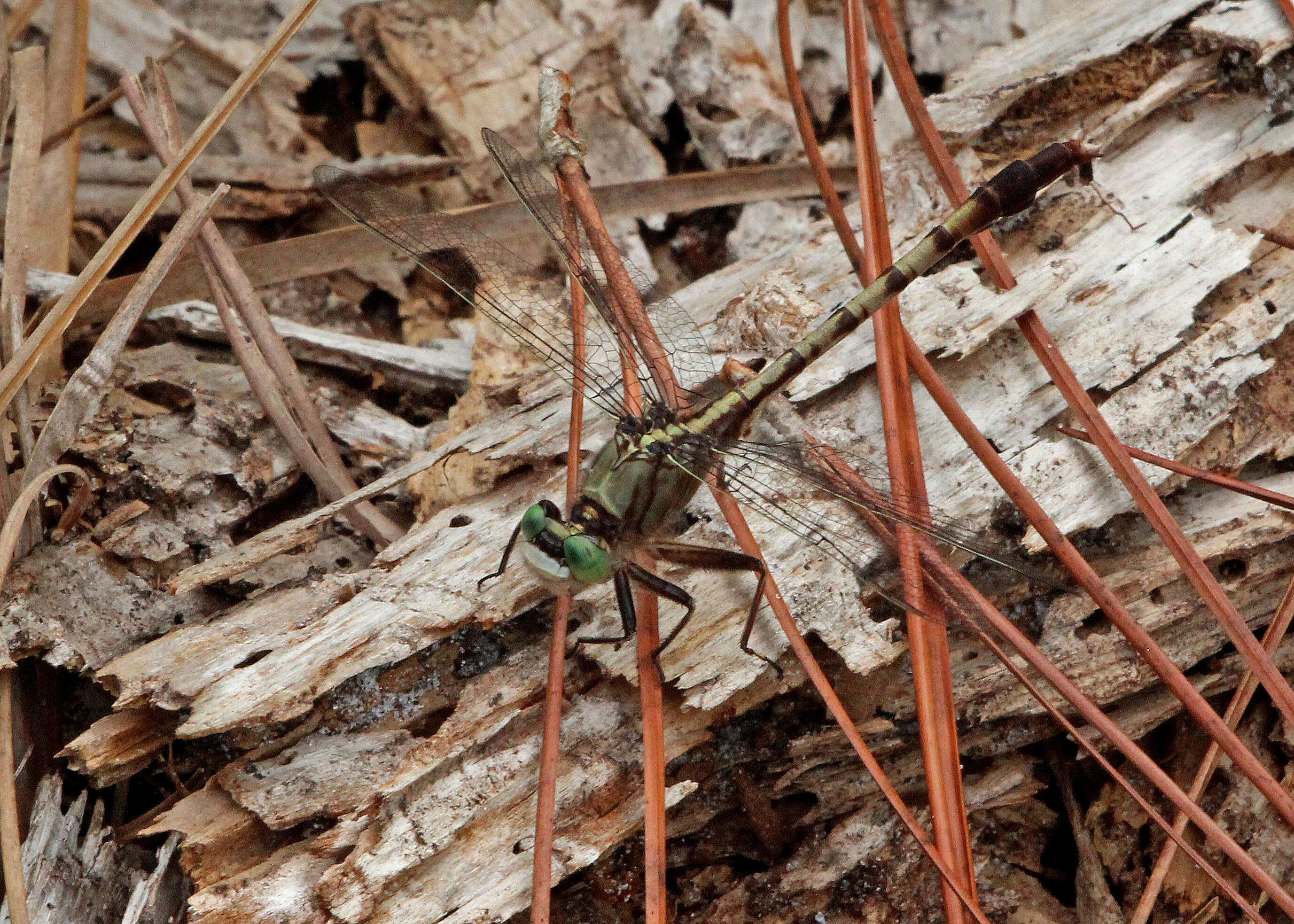 Imagem de Arigomphus pallidus (Rambur 1842)