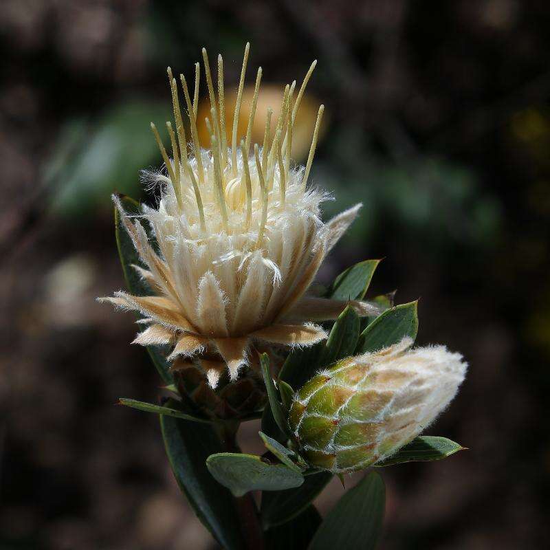 Image of Dasyphyllum reticulatum (DC.) Cabrera