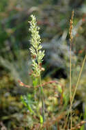 Image of Junegrass