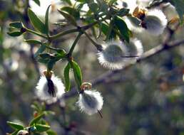 Image of creosote bush
