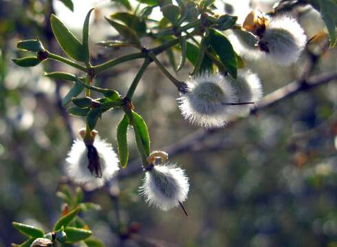 Image de Larrea tridentata (Sesse & Moc. ex DC.) Coult.