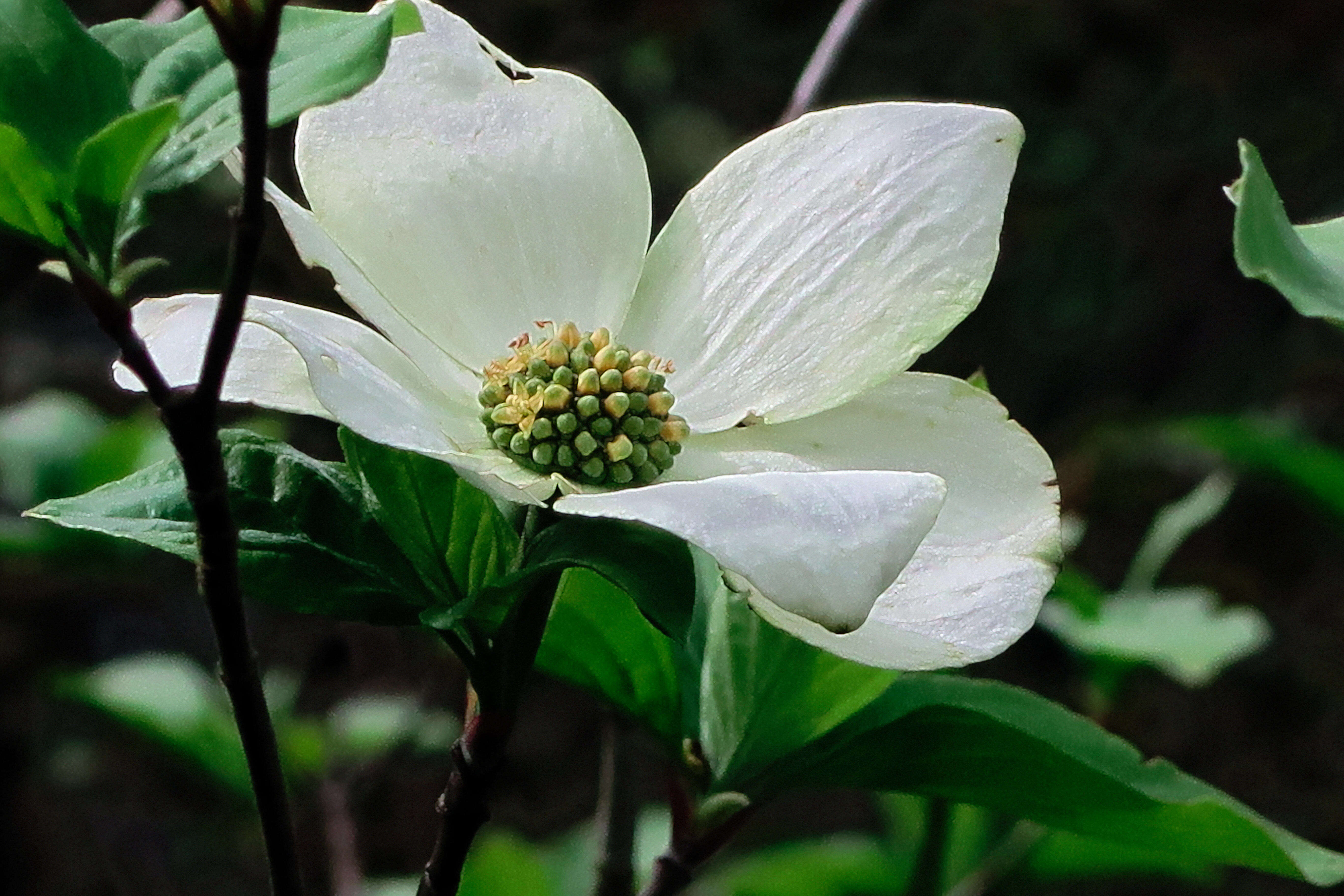 Image of Pacific dogwood