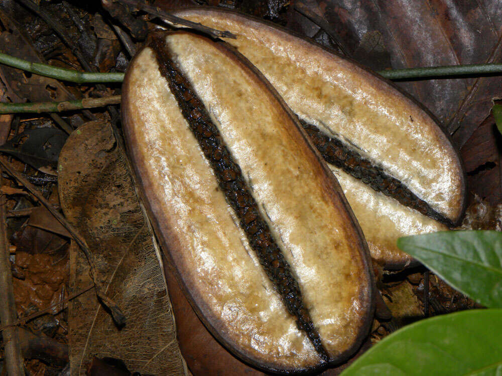 Image of Jacaranda copaia (Aubl.) D. Don