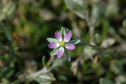 Image of sandspurry