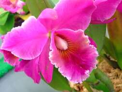 Imagem de Cattleya hybrida H. J. Veitch