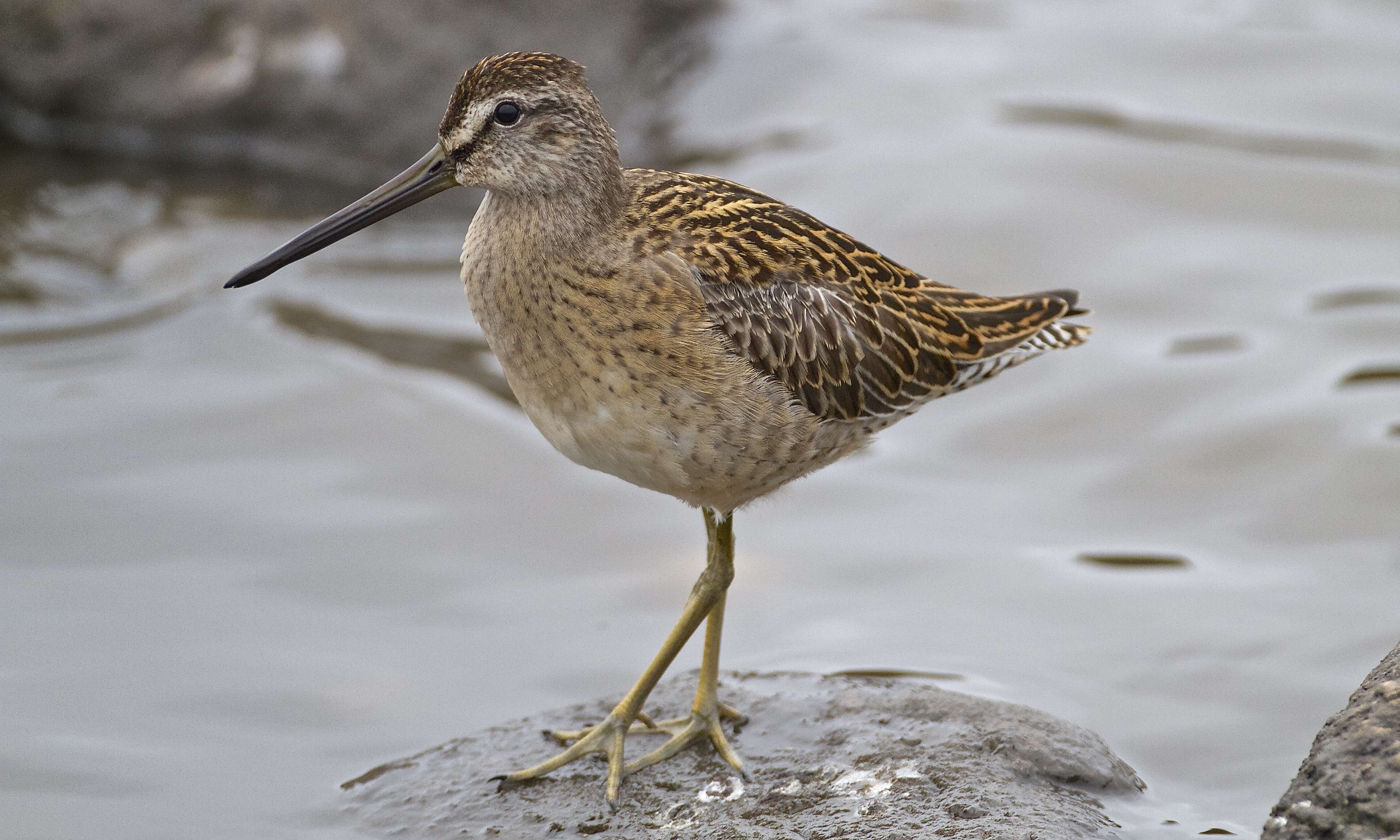 Image of Short-billed Dowitcher