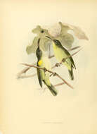 Image of Olive Sunbird