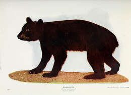 Image of Ursus Linnaeus 1758