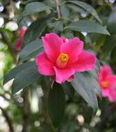 Camellia pitardii Cohen-Stuart resmi