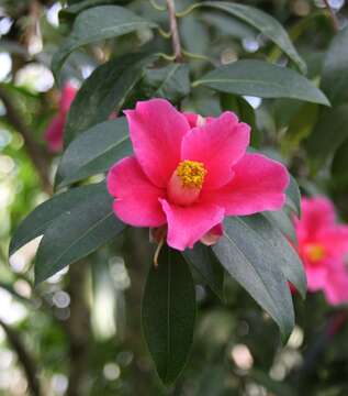 Слика од Camellia pitardii Cohen-Stuart