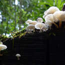 Imagem de Mycena yirukensis Grgur. 1995