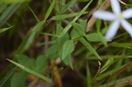 Image of lanceleaf rose gentian