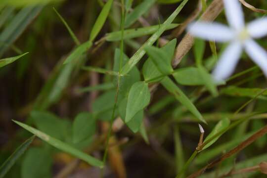 Image de Sabatia difformis (L.) Druce