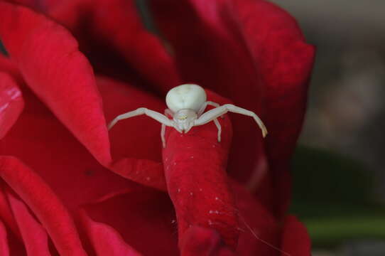 Image of Flower Crab Spiders