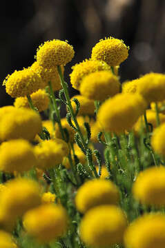 Image of lavender cotton