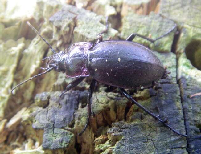 Image of European Ground beetle