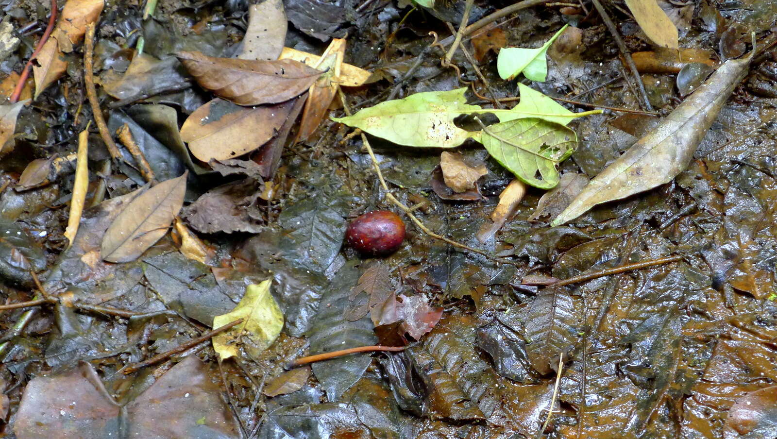 Image of Cissus trigona Willd. ex Roem. & Schult.