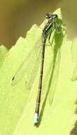 Image of Eastern Forktail