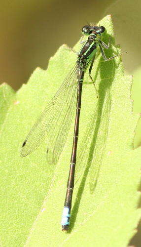 Image of Eastern Forktail