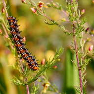 Image of Common buckeye