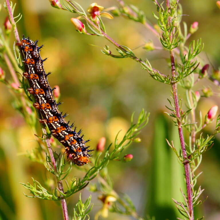 Image of Common buckeye