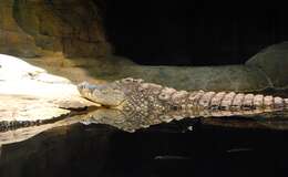 Image of crocodiles