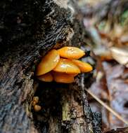 Image of Bonnet Mushroom