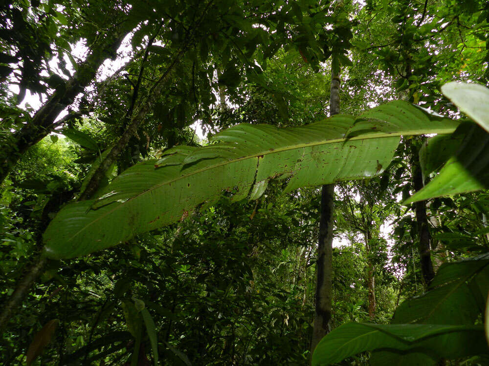 Image of Heliconia trichocarpa G. S. Daniels & F. G. Stiles