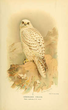 Image of Gyr Falcon