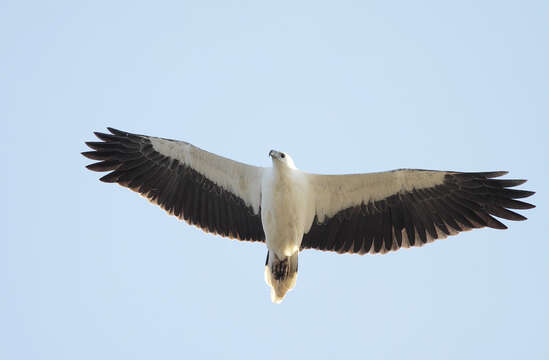 Image of White-bellied Sea Eagle