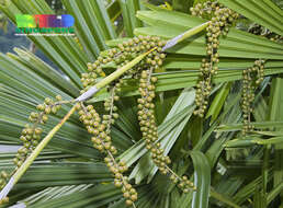 Image of Mangrove fan palm