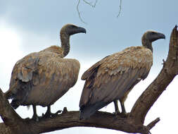 Image of White-backed Vulture