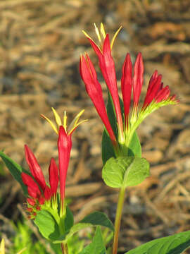 Image of woodland pinkroot